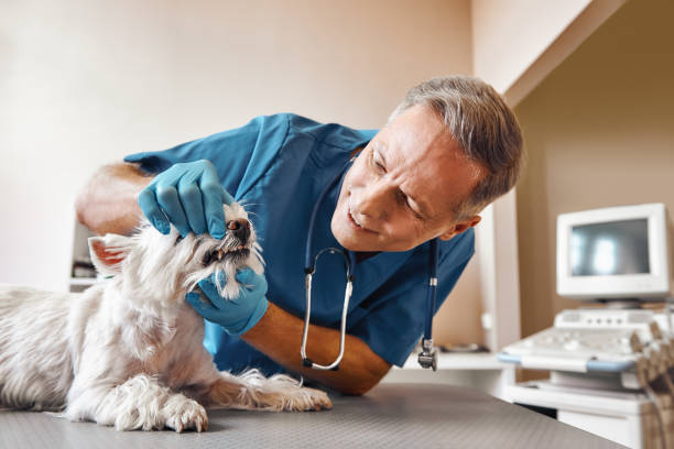 Best Pediatric Emergency Dentist in Berry Creek, CA